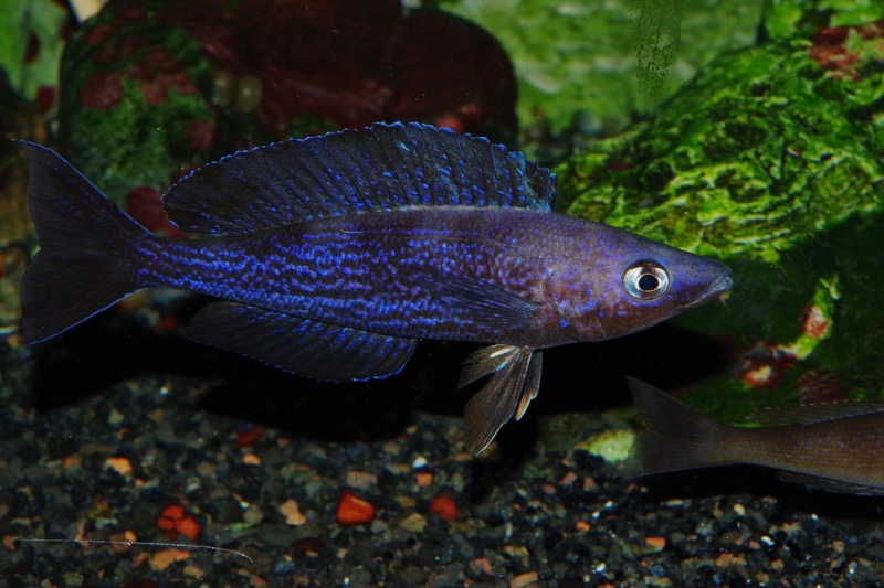 Cyprichromis microlepidotus 'Kilila'